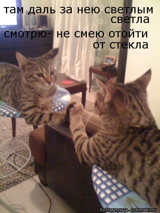 там даль за нею светлым светла смотрю- не смею отойти от стекла... Котоматрица: там даль за нею светлым светла смотрю- не смею отойти от стекла