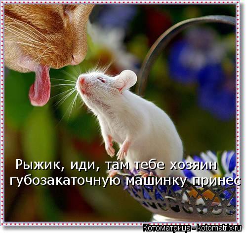 Котоматрица: Рыжик, иди, там тебе хозяин губозакаточную машинку принес