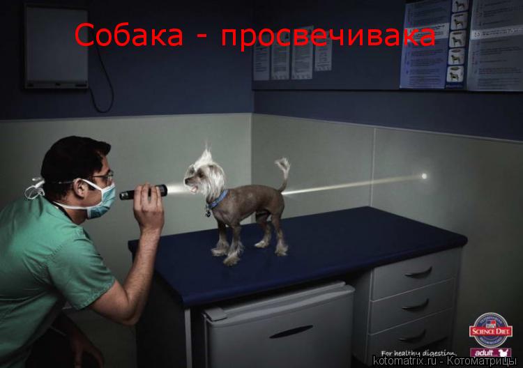 Собака - просвечивака... Котоматрица: Собака - просвечивака