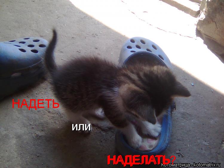 Меня терзают смутные сомнения - НАДЕТЬ или НАДЕЛАТЬ НАДЕЛАТЬ?... Котоматрица: Меня терзают смутные сомнения - НАДЕТЬ или НАДЕЛАТЬ НАДЕЛАТЬ?