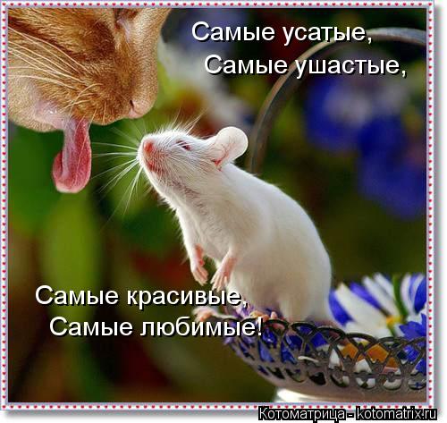 Самые усатые, Самые ушастые, Самые красивые, Самые любимые!... Котоматрица: Самые усатые, Самые ушастые, Самые красивые, Самые любимые!