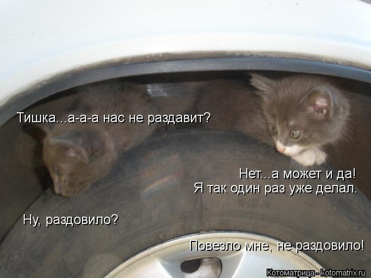 Тишка...а-а-а нас не раздавит? Нет...а может и да! Я так один раз уже делал. Ну, раздовило? Повезло м... Котоматрица: Тишка...а-а-а нас не раздавит? Нет...а может и да! Я так один раз уже делал. Ну, раздовило? Повезло мне, не раздовило!