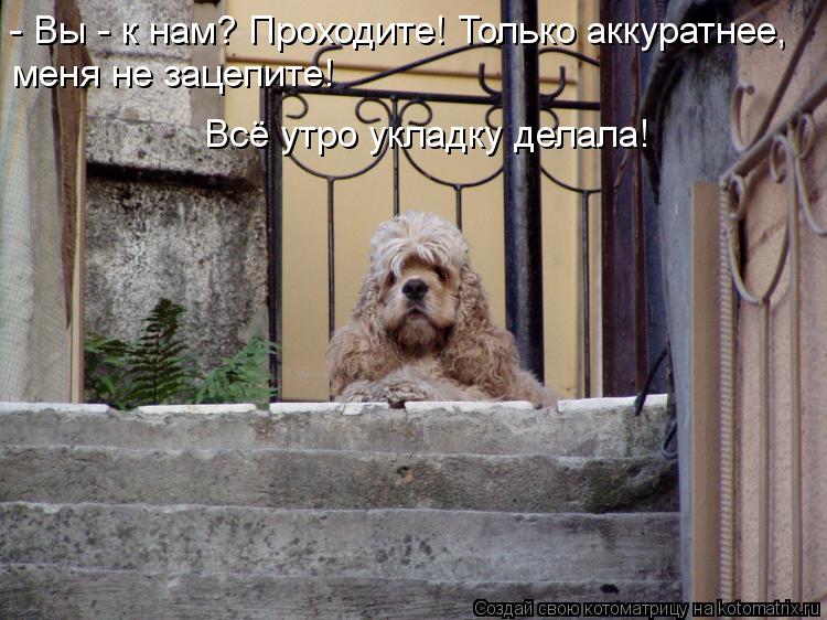 - Вы - к нам? Проходите! Только аккуратнее, меня не зацепите! Всё утро укладку делала!... Котоматрица: - Вы - к нам? Проходите! Только аккуратнее, меня не зацепите! Всё утро укладку делала!