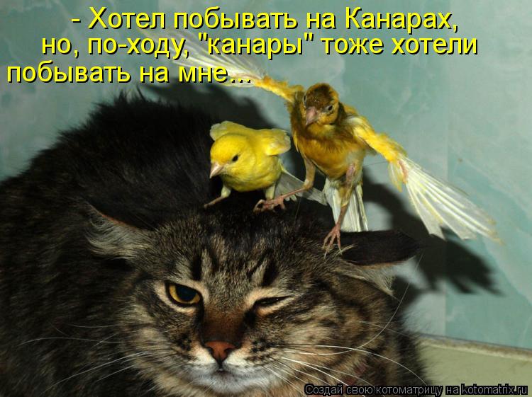 - Хотел побывать на Канарах, но, по-ходу, "канары" тоже хотели побывать на мне...... Котоматрица: - Хотел побывать на Канарах, но, по-ходу, "канары" тоже хотели побывать на мне...