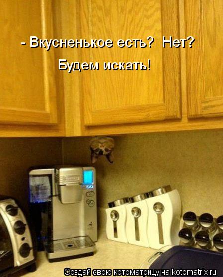 - Вкусненькое есть? Нет? Будем искать!... Котоматрица: - Вкусненькое есть? Нет? Будем искать!