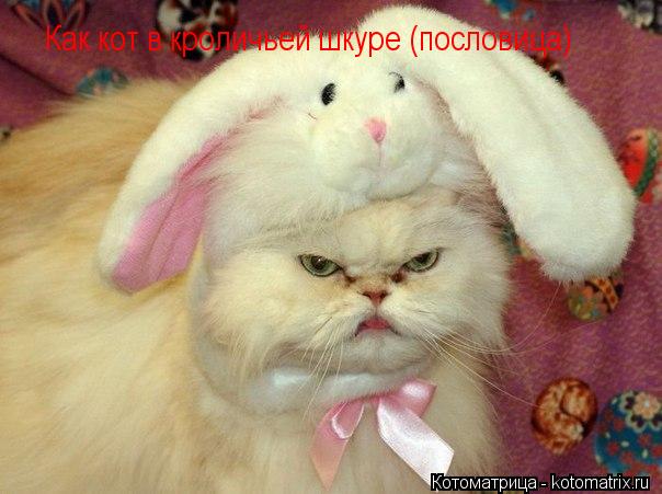 Как кот в кроличьей шкуре (пословица)... Котоматрица: Как кот в кроличьей шкуре (пословица)