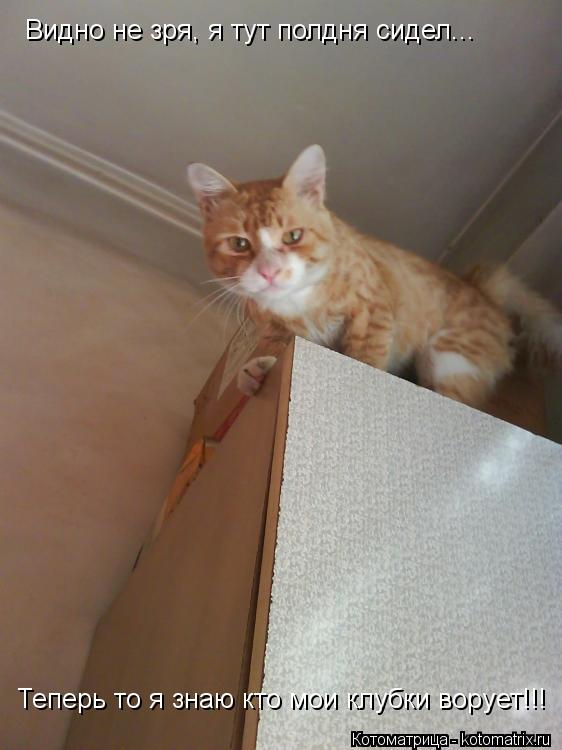 Видно не зря, я тут полдня сидел... Теперь то я знаю кто мои клубки ворует!!!... Котоматрица: Видно не зря, я тут полдня сидел... Теперь то я знаю кто мои клубки ворует!!!