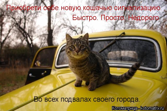 Во всех подвалах своего города. Приобрети себе новую кошачью сигнализацию. Быстро. Просто. Недорого.... Котоматрица: Во всех подвалах своего города. Приобрети себе новую кошачью сигнализацию. Быстро. Просто. Недорого.