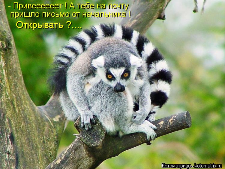 - Привеееееет ! А тебе на почту пришло письмо от начальника ! Открывать ?....... Котоматрица: - Привеееееет ! А тебе на почту пришло письмо от начальника ! Открывать ?....