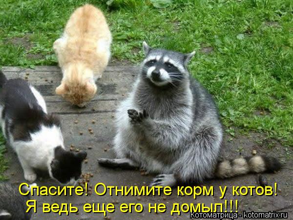 Спасите! Отнимите корм у котов! Я ведь еще его не домыл!!!... Котоматрица: Спасите! Отнимите корм у котов! Я ведь еще его не домыл!!!