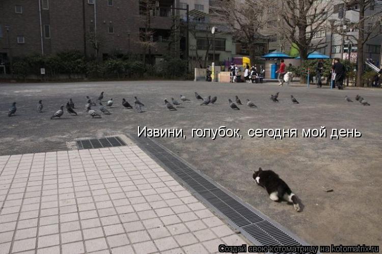 Извини, голубок, сегодня мой день... Котоматрица: Извини, голубок, сегодня мой день