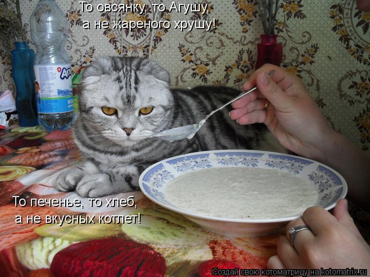 То овсянку, то Агушу, а не жареного хрушу! То печенье, то хлеб, а не вкусных котлет!... Котоматрица: То овсянку, то Агушу, а не жареного хрушу! То печенье, то хлеб, а не вкусных котлет!
