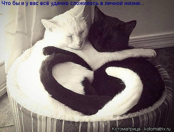 Что бы и у вас всё удачно сложилось в личной жизни...... Котоматрица: Что бы и у вас всё удачно сложилось в личной жизни...