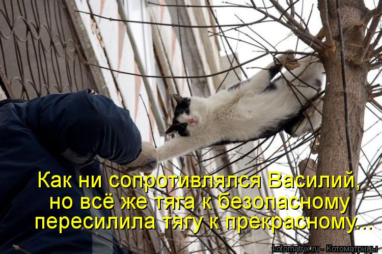 Котоматрица: Как ни сопротивлялся Василий, но всё же тяга к безопасному пересилила тягу к прекрасному...