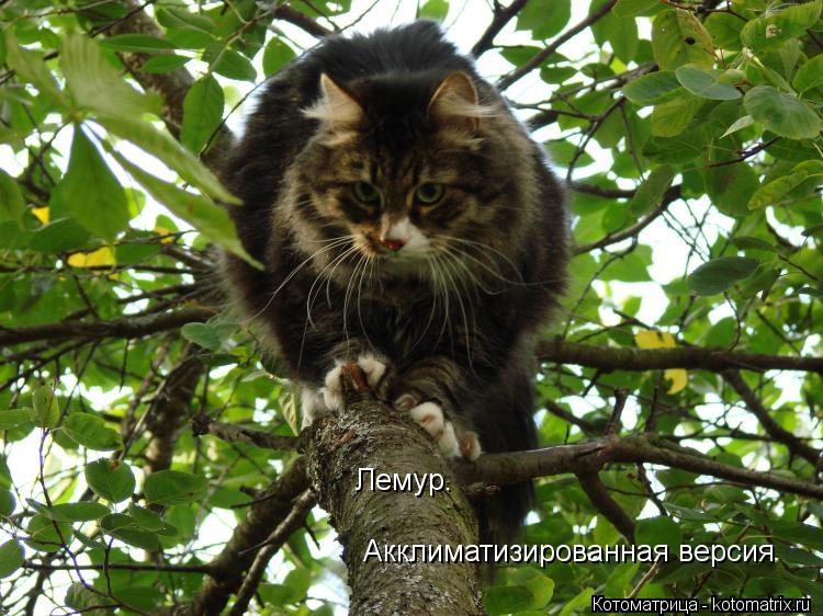 Лемур. Акклиматизированная версия... Котоматрица: Лемур. Акклиматизированная версия