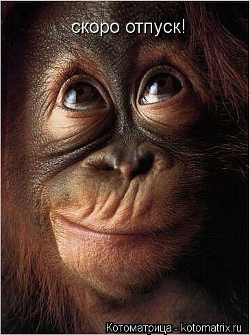 скоро отпуск!... Котоматрица: скоро отпуск!