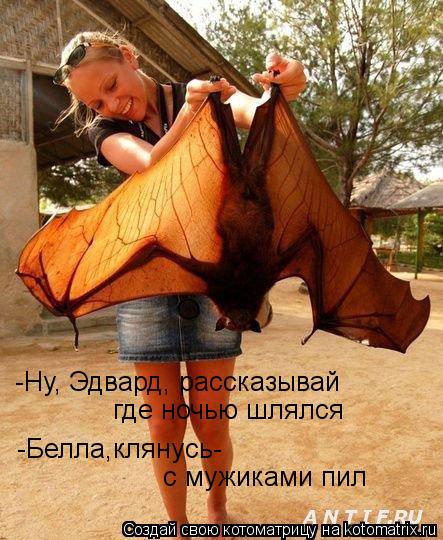 Котоматрица: -Ну, Эдвард, рассказывай где ночью шлялся -Белла,клянусь- с мужиками пил