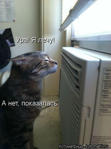 Ура! Я лечу! А нет, показалась.... Котоматрица: Ура! Я лечу! А нет, показалась.