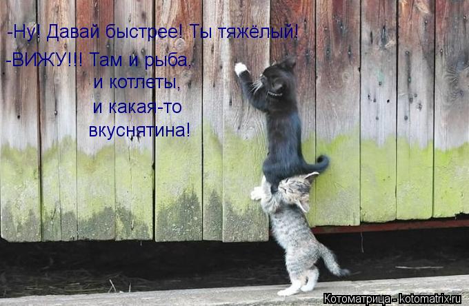 -Ну! Давай быстрее! Ты тяжёлый! -ВИЖУ!!! Там и рыба, и котлеты, и какая-то вкуснятина!... Котоматрица: -Ну! Давай быстрее! Ты тяжёлый! -ВИЖУ!!! Там и рыба, и котлеты, и какая-то вкуснятина!