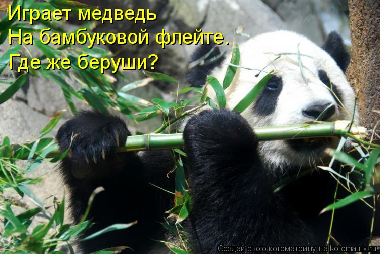 Играет медведь На бамбуковой флейте. Где же беруши?... Котоматрица: Играет медведь На бамбуковой флейте. Где же беруши?