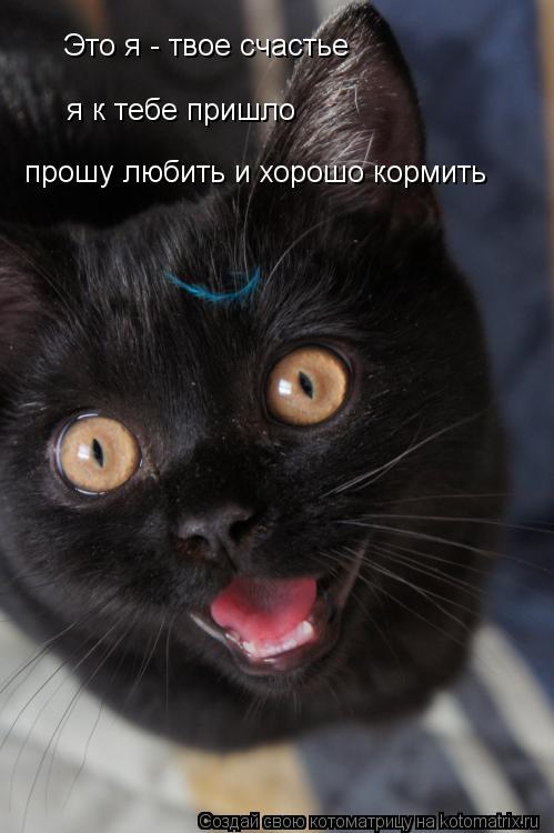 Это я - твое счастье я к тебе пришло прошу любить и хорошо кормить... Котоматрица: Это я - твое счастье я к тебе пришло прошу любить и хорошо кормить