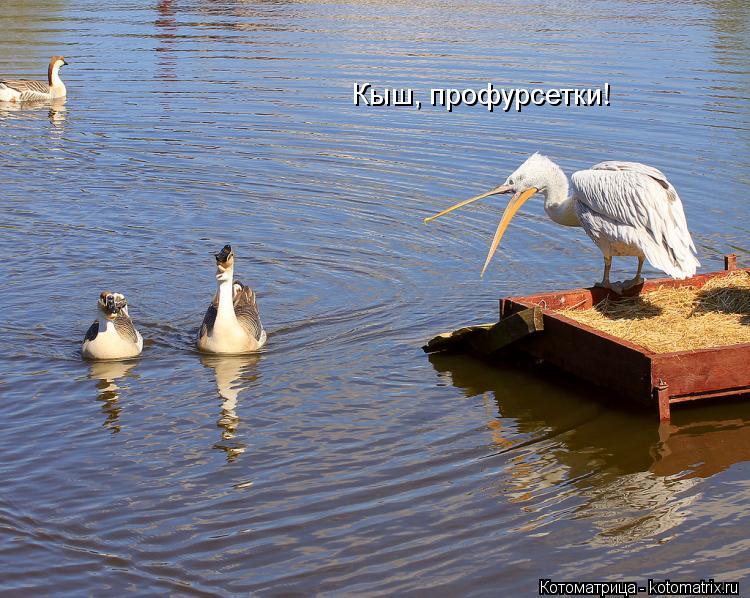 Кыш, профурсетки!... Котоматрица: Кыш, профурсетки!