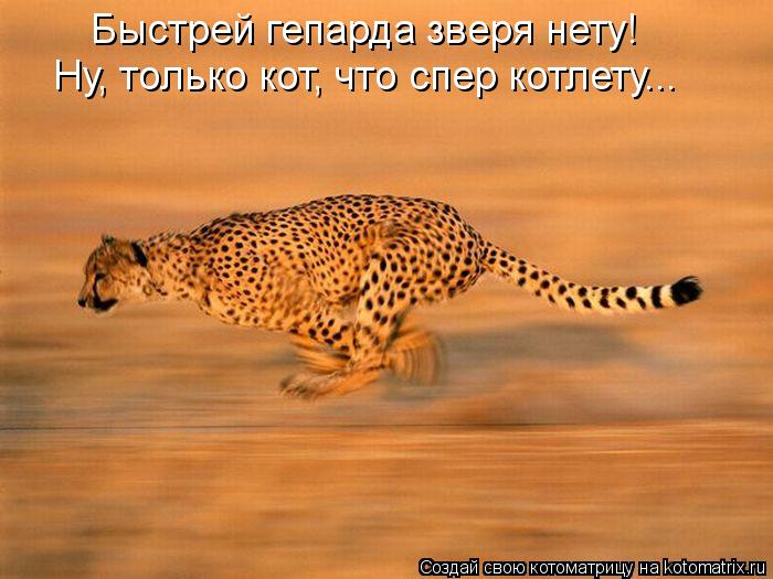 Быстрей гепарда зверя нету! Ну, только кот, что спер котлету...... Котоматрица: Быстрей гепарда зверя нету! Ну, только кот, что спер котлету...