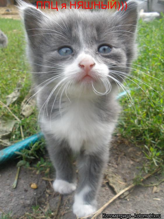ППЦ я НЯШНЫЙ)))... Котоматрица: ППЦ я НЯШНЫЙ)))