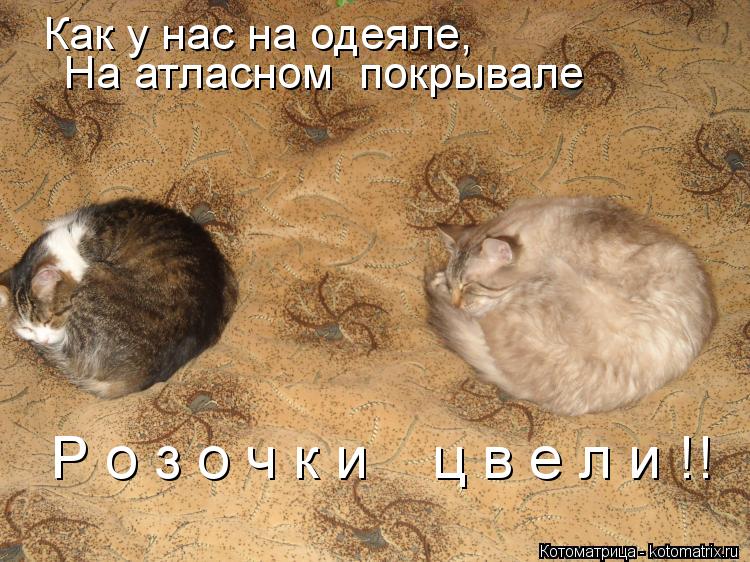 Как у нас на одеяле, На атласном покрывале Р о з о ч к и ц в е л и !!... Котоматрица: Как у нас на одеяле, На атласном покрывале Р о з о ч к и ц в е л и !!