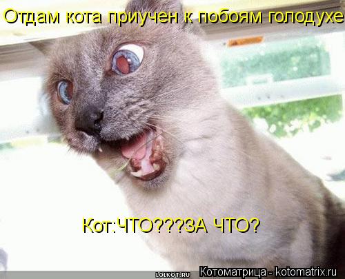 Отдам кота приучен к побоям голодухе. Кот:ЧТО???ЗА ЧТО?... Котоматрица: Отдам кота приучен к побоям голодухе. Кот:ЧТО???ЗА ЧТО?