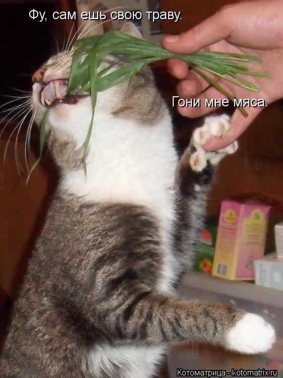 Котоматрица: Фу, сам ешь свою траву.  Гони мне мяса.