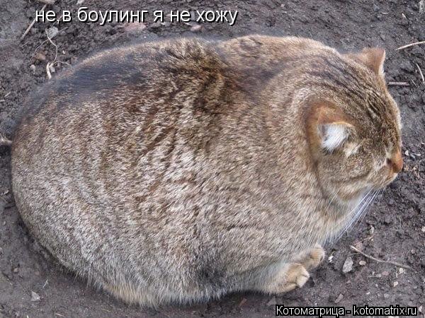 Котоматрица: не,в боулинг я не хожу