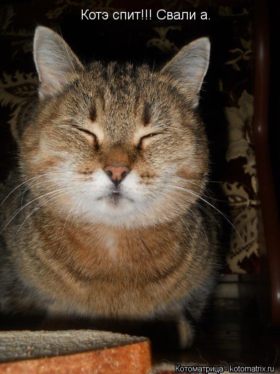 Котэ спит!!! Свали а.... Котоматрица: Котэ спит!!! Свали а.