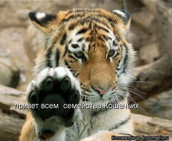 привет всем семейства Кошачьих... Котоматрица: привет всем семейства Кошачьих