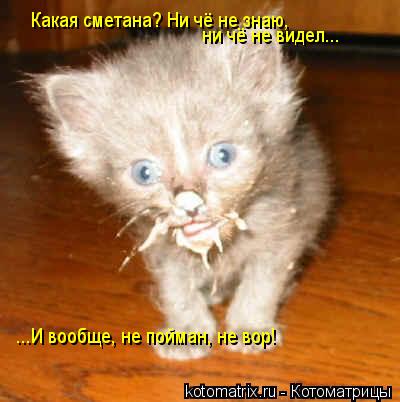 Какая сметана? Ни чё не знаю, ни чё не видел... ...И вообще, не пойман, не вор!... Котоматрица: Какая сметана? Ни чё не знаю, ни чё не видел... ...И вообще, не пойман, не вор!