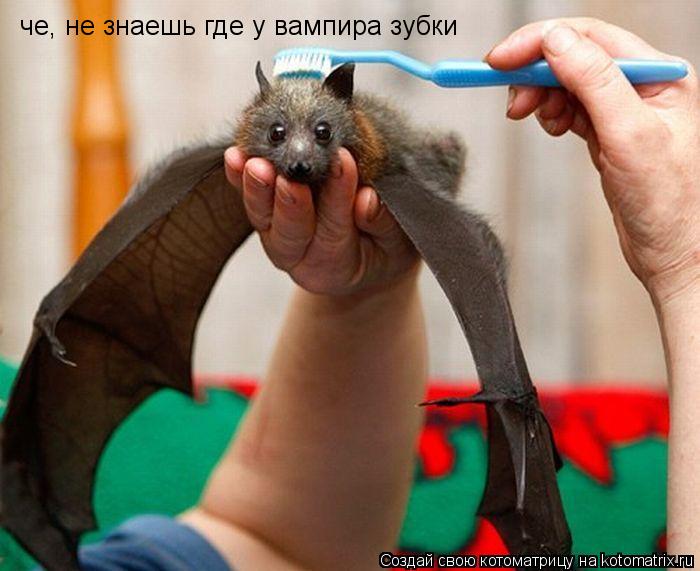 Котоматрица: че, не знаешь где у вампира зубки