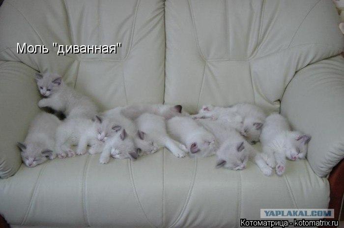 Моль "диванная"... Котоматрица: Моль "диванная"