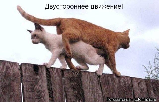 Двустороннее движение!... Котоматрица: Двустороннее движение!
