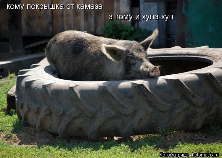 Котоматрица: кому покрышка от камаза а кому и хула-хуп