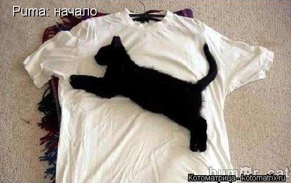 Котоматрица: Puma: начало
