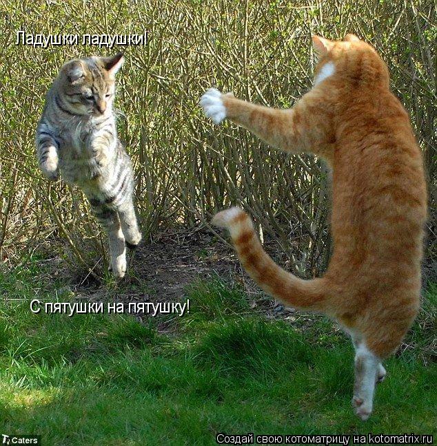 Котоматрица: Ладушки ладушки! С пятушки на пятушку!