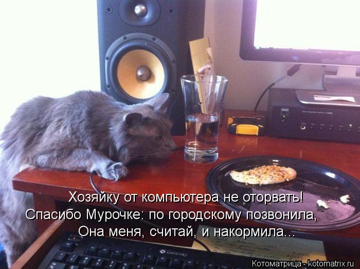 Котоматрица: Хозяйку от компьютера не оторвать! Спасибо Мурочке: по городскому позвонила, Она меня, считай, и накормила...