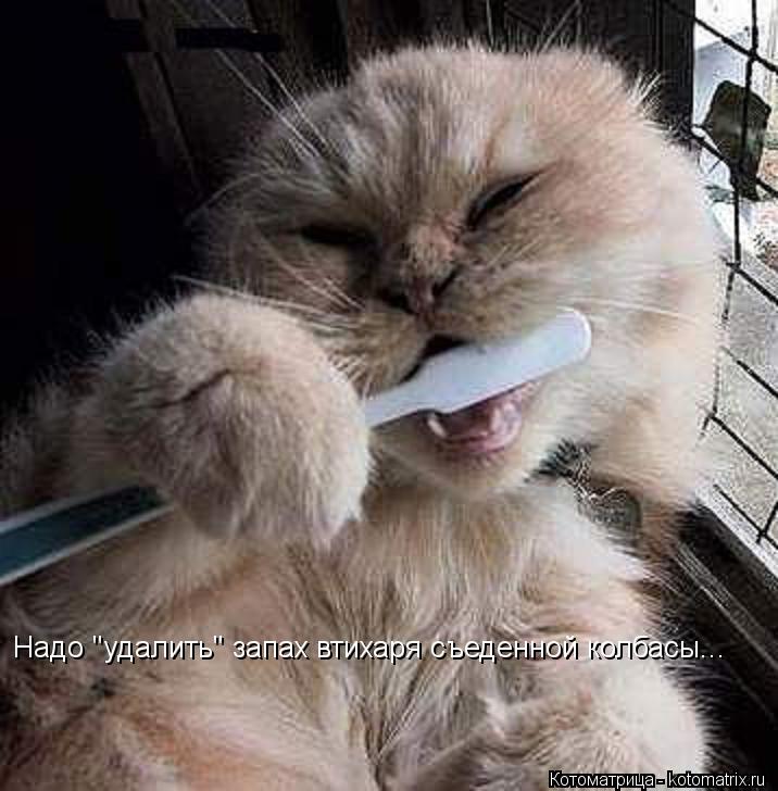 Котоматрица: Надо "удалить" запах втихаря съеденной колбасы...