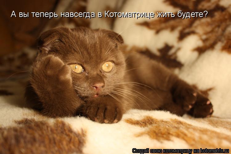 Котоматрица: А вы теперь навсегда в Котоматрице жить будете?