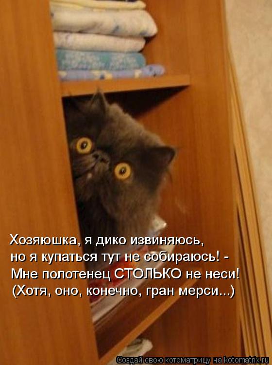 Хозяюшка, я дико извиняюсь, но я купаться тут не собираюсь! - Мне полотенец СТОЛЬКО не неси! (Хотя, о... Котоматрица: Хозяюшка, я дико извиняюсь, но я купаться тут не собираюсь! - Мне полотенец СТОЛЬКО не неси! (Хотя, оно, конечно, гран мерси...)