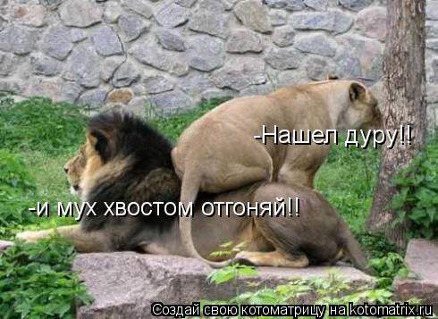 -и мух хвостом отгоняй!! -Нашел дуру!!... Котоматрица: -и мух хвостом отгоняй!! -Нашел дуру!!