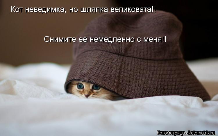 Котоматрица: Кот неведимка, но шляпка великовата!! Снимите её немедленно с меня!!