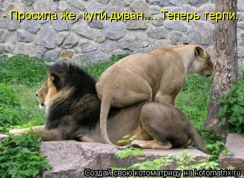 Котоматрица: - Просила же, купи диван.... Теперь терпи..
