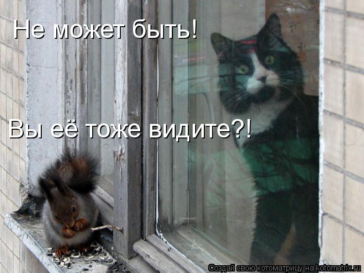 Не может быть! Вы её тоже видите?!... Котоматрица: Не может быть! Вы её тоже видите?!