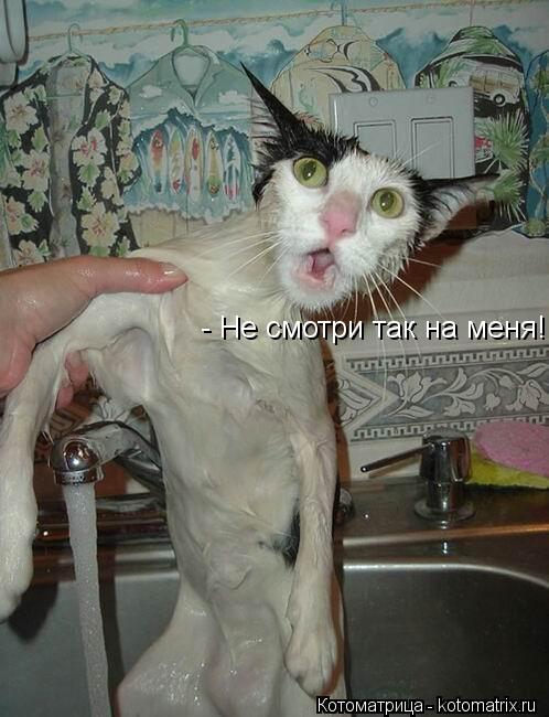 Котоматрица: - Не смотри так на меня!